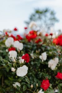 Kaboompics - Red and White Roses Beneath Blue Sky with Copy Space