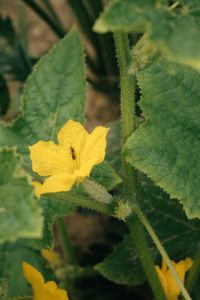 Kaboompics - Cucumber Flower With Growing Fruit On Vine
