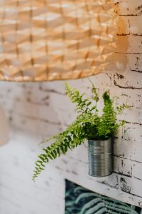 Kaboompics - Fern in recycled can