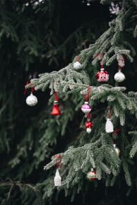 Kaboompics - Red and White Baubles Hanging on an Evergreen Branch