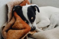 Kaboompics - Black and White Dog Napping on Textured Sofa Throw