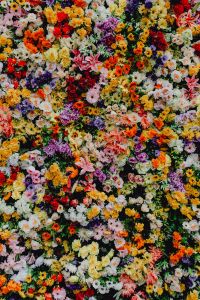 Kaboompics - Fest Santo Antonio - Various color flower background wall - Museu de Lisboa, Lisbon, Portugal