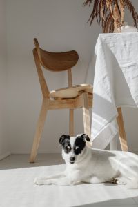 Kaboompics - Small Dog Lying in Bright Dining Area