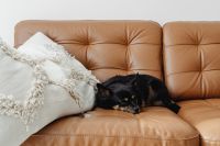 Kaboompics - Close-Up Portrait of a Black and Tan Dog Napping on a Brown Leather Couch