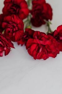 Kaboompics - Red Carnation Stems Arranged in Diagonal Flat Lay