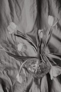 Kaboompics - Black and White Tulip Bouquet in a Glass Vase, Minimal Botanical Still Life