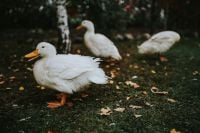 Kaboompics - White ducks on the grass