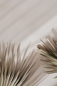 Kaboompics - Palm Fronds Framing Open Beige Copy Space