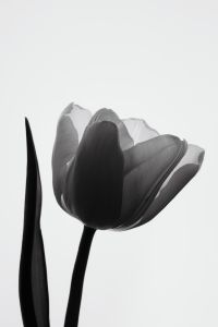 Kaboompics - Tulip Flower Minimal Black And White Botanical Wallpaper