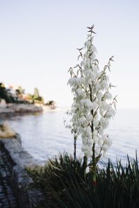 Kaboompics - Bushes of the blossoming yucca