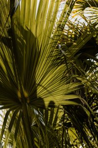 Kaboompics - Tall Palm Fronds Framing a Botanical Garden View
