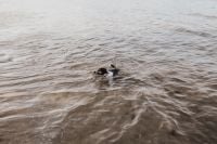 Kaboompics - Dog in the water
