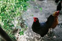 Kaboompics - Black and Brown Chickens in a Leafy Outdoor Chicken Run