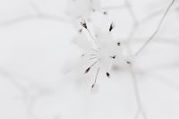 Kaboompics - Snow on dry twigs