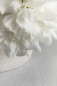 Kaboompics - Pantone 2026 White Flower with Soft Natural Shadow