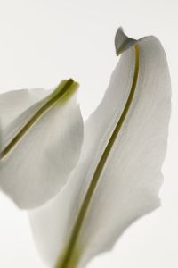 Kaboompics - Soft White Lily Petals Minimal Composition On Light Background