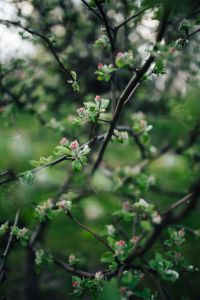Kaboompics - Close-ups of leaves, flowers and fruit on trees, part 1