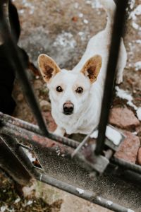 Dogs behind metal bars
