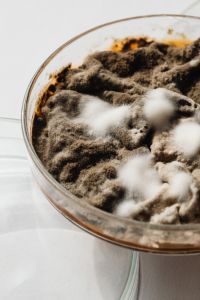 Kaboompics - Brown Mold with White Fungal Colonies, Close-Up