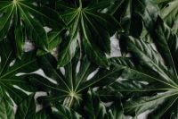 Kaboompics - Dense Dark Green Aralia Leaves Filling the Frame, Lush Botanical Background