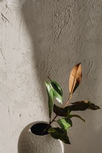 Kaboompics - Light Textured Plaster Wall with Dried Foliage
