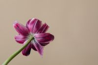 Kaboompics - Purple Dried Flower On Beige Background