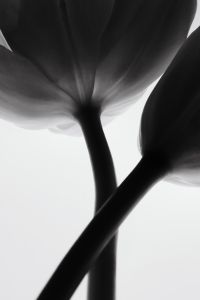 Kaboompics - Backlit Tulip From Below Minimal Botanical Black And White