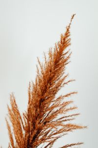 Kaboompics - Orange Pampas Grass Texture Close-Up