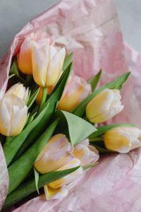Kaboompics - Pink Paper-Wrapped Tulip Bouquet for Spring Gift and Flower Shop Marketing
