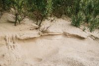 Kaboompics - Sandy Hollow Among Coastal Dune Shrubs