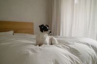 Kaboompics - Small Dog Sitting in a Sunlit Bedroom