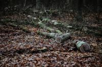 Kaboompics - Fallen Logs and Leaf Litter on the Forest Floor