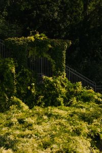 Kaboompics - Stone Garden Staircase Under Dense Green Hedges