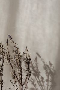 Kaboompics - Dried Lavender Sprigs and Shadows in a Low Composition