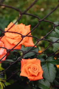 Kaboompics - Orange Roses Behind a Rain-Dappled Chain Link Fence