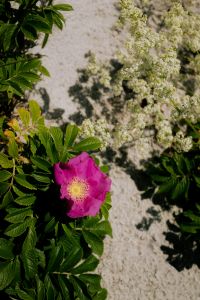 Kaboompics - Pink Wild Rose Sand Dune Garden Background