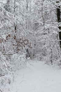 Kaboompics - Snow-covered Trees