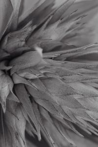 Kaboompics - Aechmea Fasciata with Silver Vase