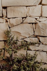 Kaboompics - Trailing Green Plant on a Dry Stacked Stone Wall