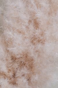 Kaboompics - Fuzzy Dried Pampas Grass Macro Texture in Cream and Taupe