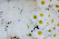 Kaboompics - White Chrysanthemum