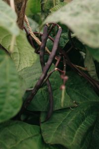 Kaboompics - Purple Beans Growing On Garden Vine