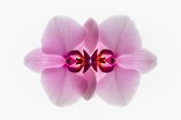 Kaboompics - Symmetrical Backlit Orchid Composition With Mirror Effect