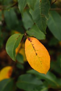 Kaboompics - Green Leaf With Yellow Autumn Foliage Behind