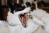 Kaboompics - Side View of a Black and White Dog Yawning in a Soft Bed