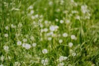 Kaboompics - Macro Meadow Texture with Dandelion Stems and Blurred Seed Heads