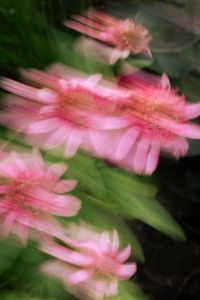 Floral Motion Blur Backgrounds in Pink, Orange and Multicolor