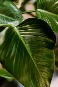 Philodendron Congo Green