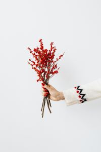 Kaboompics - Full Ilex Berry Branches Held in Hand, Red Holiday Greenery on White Background