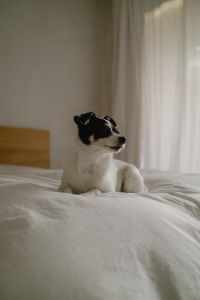 Kaboompics - Black and White Dog Looking Toward the Window